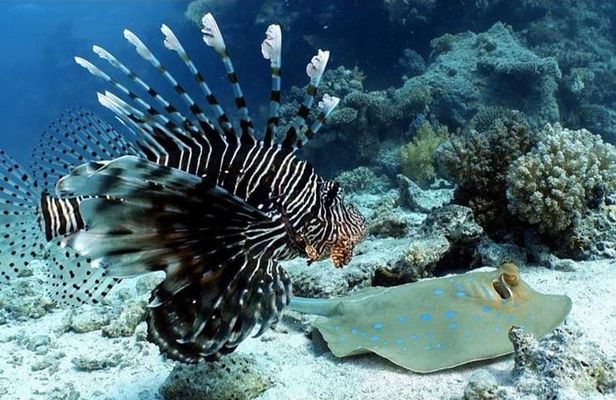 Aquatic Wonderland: Discover Meso's Magic"