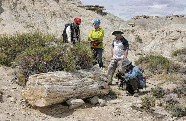 El Calafate: Day Trip to the spectacular Petrified Forest La Leona