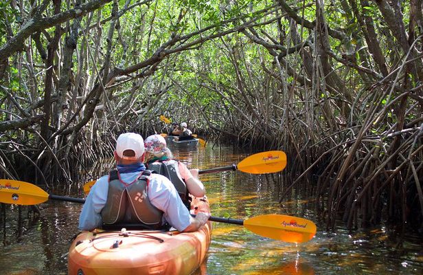 Manatees and Mangrove Tunnels Small Group Kayak Tour