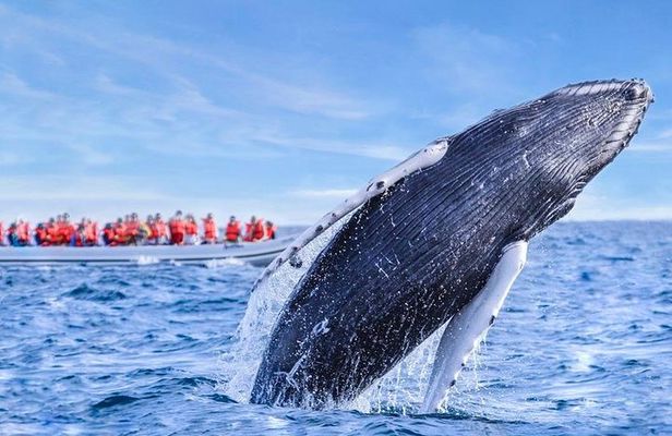 Whale Watching