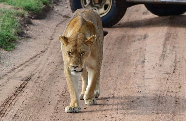 3 Days Serengeti & Ngorongoro Tour