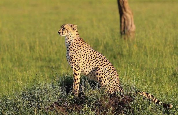 3 days Tarangire, Lake Manyara and Ngorongoro