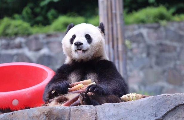 One Day Trip to Chengdu Panda Base & Hanglongxi Ancient Town