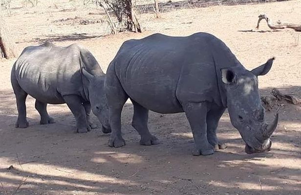 Game Drive and Rhino Walk