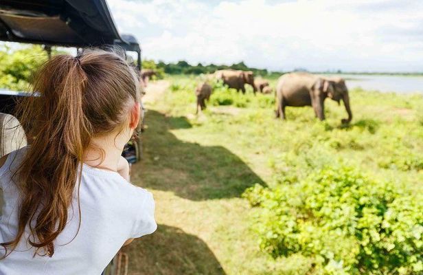 Half Day Minneriya National Park Safari from Sigiriya