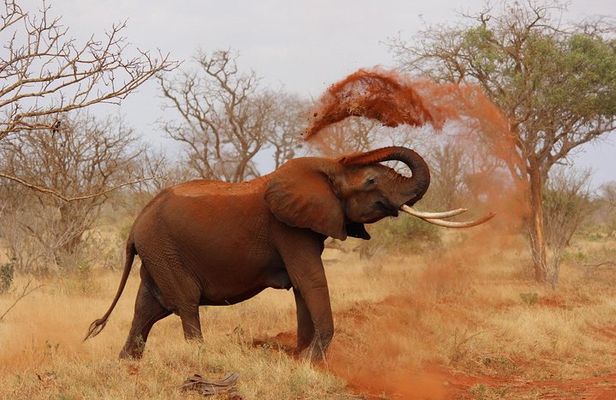 2 Days Tsavo Safari Adventure Nairobi Kenya !