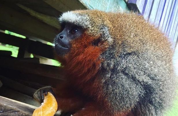 Monkey Island, Amazon River & Native Aquatic Species - All tickets included