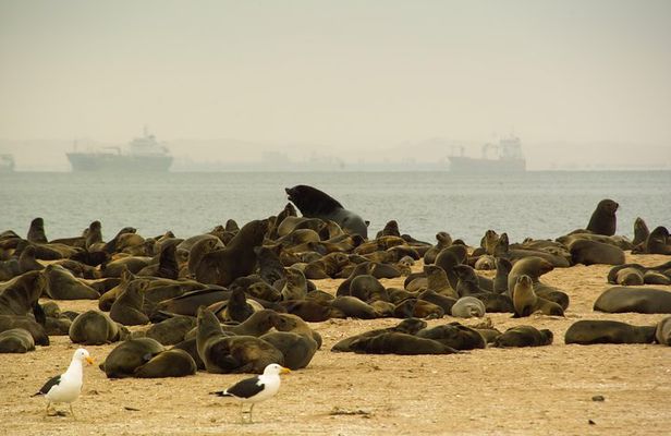 Sandwich Harbour & Pelican Point Full Day Tour