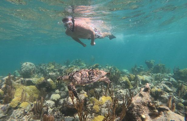 Afternoon Half Day Cruise from Providenciales with Snorkeling and Iguana Island
