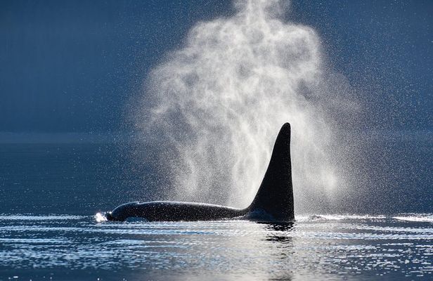 Narrated Whale Watching Cruise with Glacier View Stop