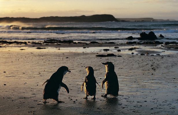 Phillip Island Penguin Parade Day Trip with Koala Conservation Reserve Visit