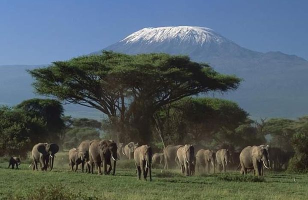3 Days Kilimanjaro & Tsavo special safari