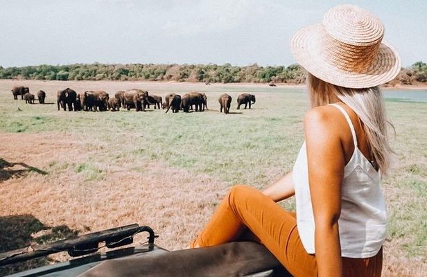 Half Day Minneriya National Park Safari from Habarana