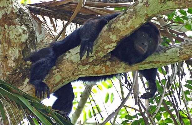 Monkey River Tour (with transportation from Hopkins)