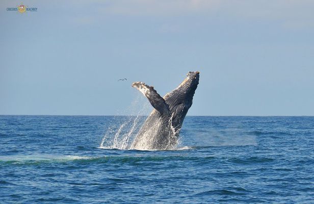 Whale Watching Expedition