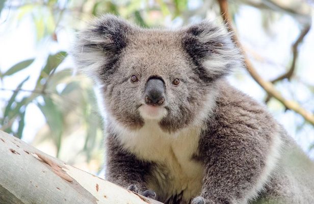 Phillip Island Penguin Parade Day Trip with Koalas from Melbourne