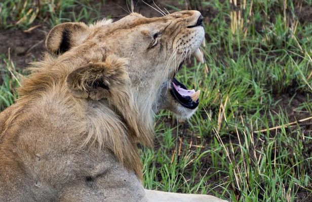 3 Day 2 Night Mikumi National Park + Masai culture