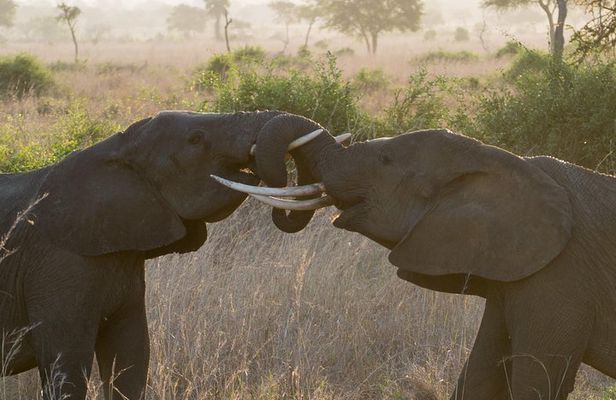 5 Days Explore Selous Game Reserve