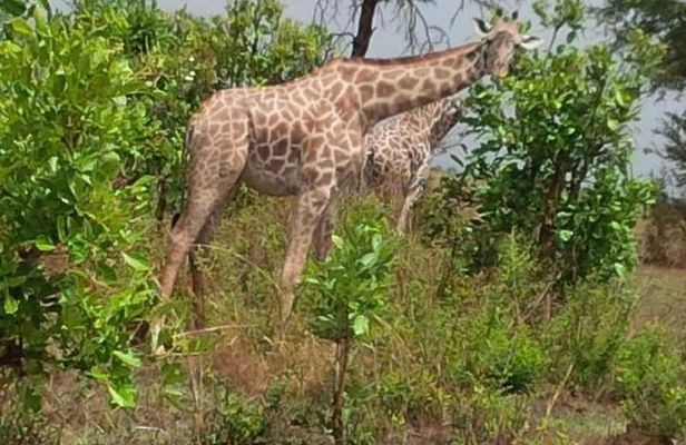 3 Days, Mikumi National park safari, by private transfer
