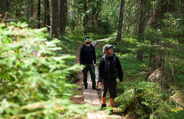 Magical Taiga Forest Hike with Lunch and Transportation
