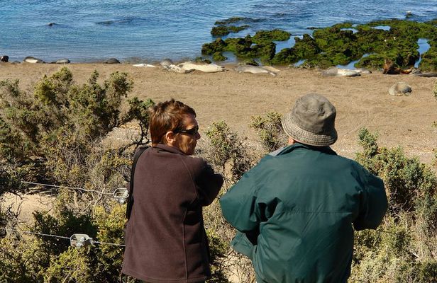 Shore Excursion Peninsula Valdes cruise passengers Puerto Madryn