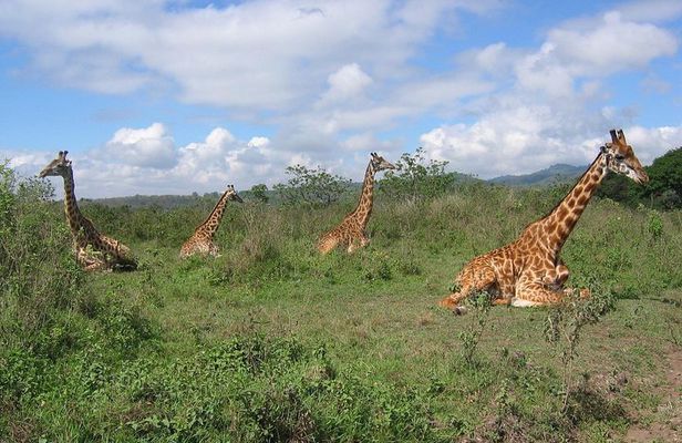 Arusha National Park Day Tour with Walking Safari & Canoeing