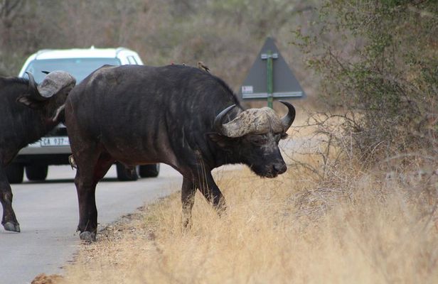 5 Day Kruger Park Budget Safari