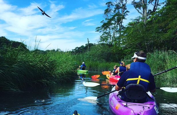 Kayak The Creek Nature Tour