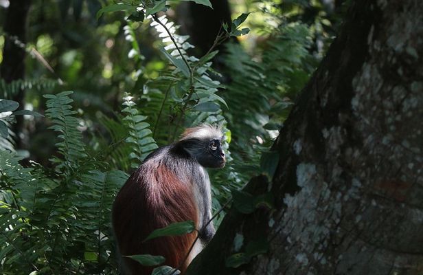 Half-Day Private Jozani Chwaka Bay Forest Tour in Zanzibar