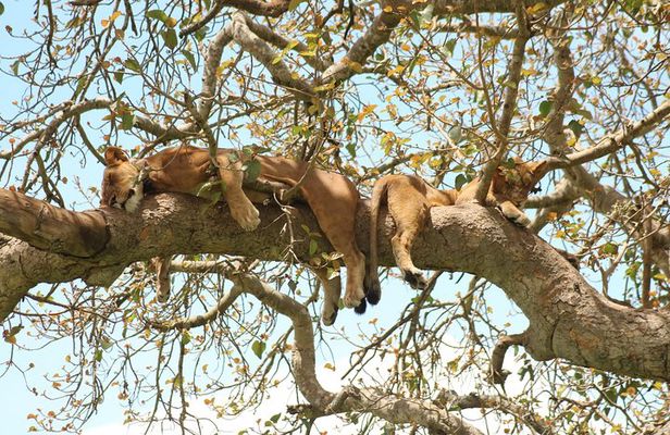 4 Day Gorillas, Wildlife and Chimpanzee Trek at Kibale