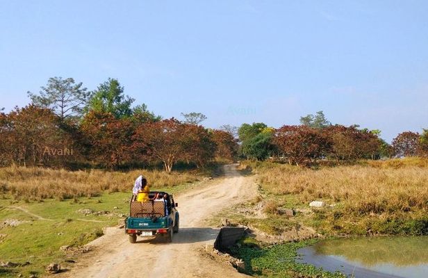 Tour of Pobitora Wildlife Sanctuary from Guwahati with Safari, Lunch and Guide