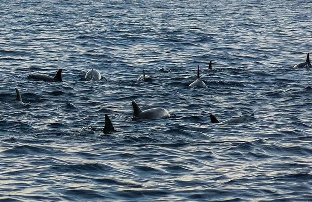 Bohol: Pamilacan Island Dolphin & Whale Watching Tour