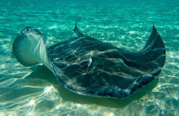 Starfish Point, Stingray City-Sandbar & Coral Gardens