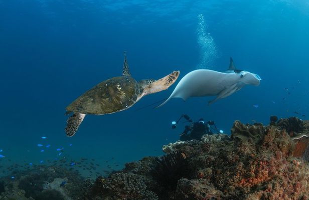 Try-Scuba Experience at Cook Island: Turtle Encounters 100%