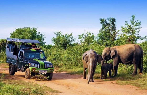Half Day Udawalawe Safari from Kalutara (Entrance + Lunch)