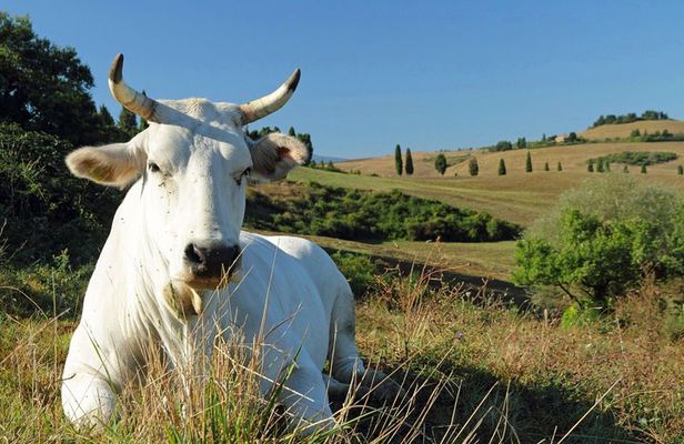 Chianina cattle Tour