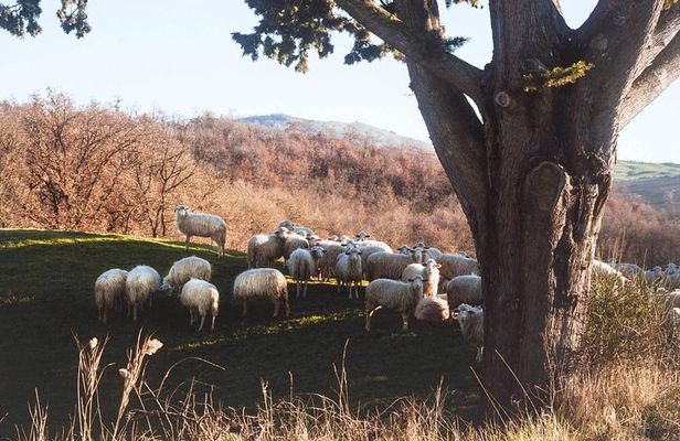 Pecorino di Pienza cheese tour