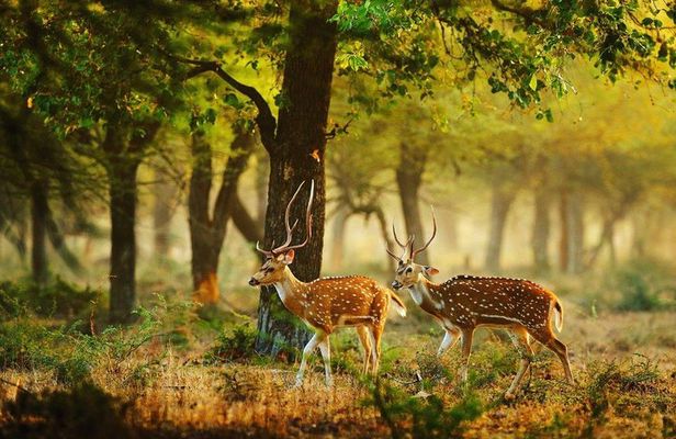 Full Day Wilpaththu National Park Safari (All Inclusive)
