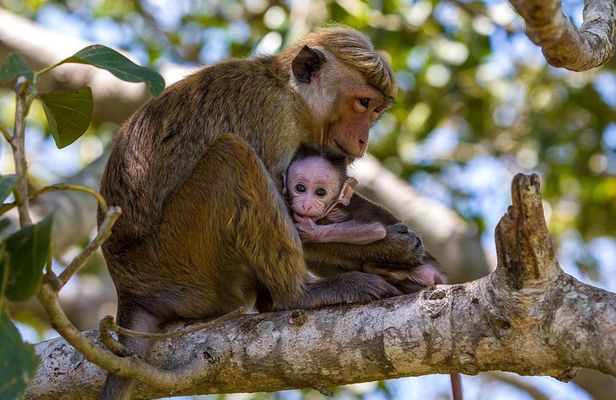 Wilpattu National Park Private Full Day Tour From Colombo