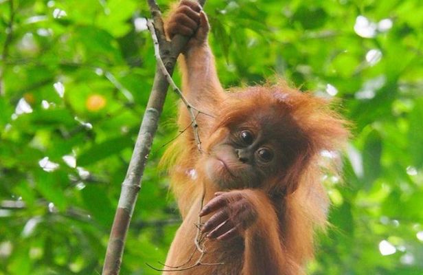 TOUR PACKAGE (jungle trekking, taxi, Room) 4 DAYS 3 NIGHTS in BUKIT LAWANG