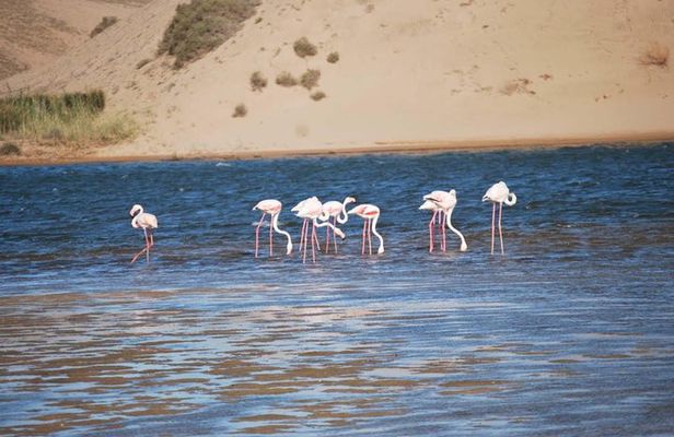 Souss Massa National Park Half Day Trip from Agadir