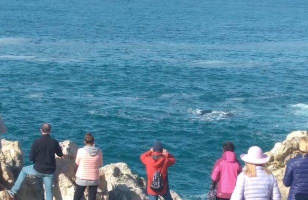 From Cape Town :Cape Agulhas &Whale Watching Tour in Hermanus 