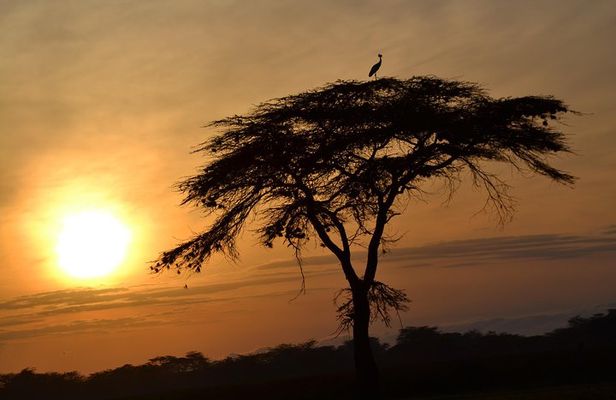 6 Days Amboseli, Lake Nakuru and Masai Mara