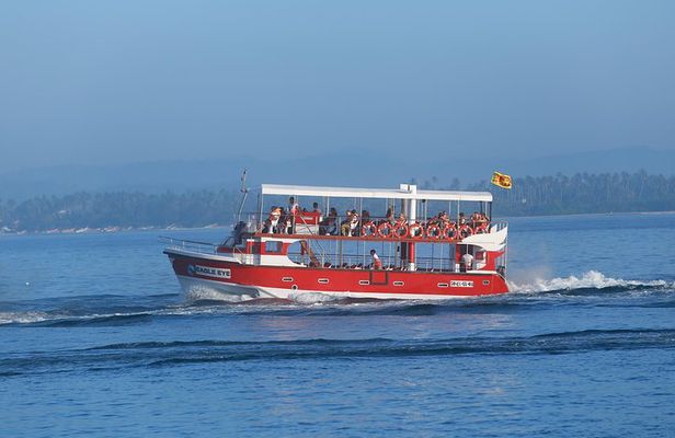 Whale Watching Mirissa with Eagle Eye
