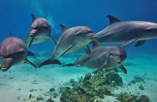 Private Boat to Dolphin House Full day Snorkeling Sea Trip Max 10 Pax - Hurghada