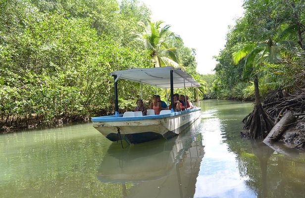 Costa Rica Mangrove Monkey Tour