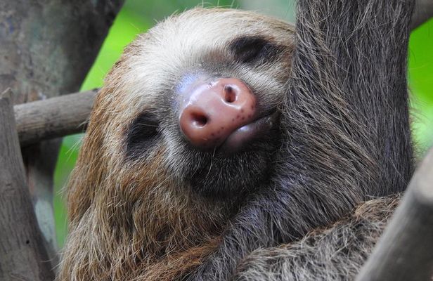 Sloth Tour Manuel Antonio National Park