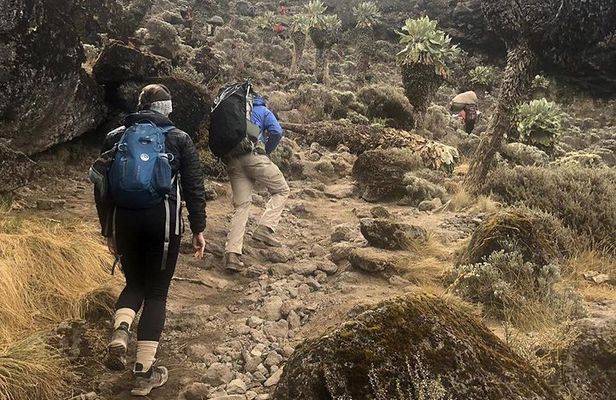 Day Hike to Mount Kilimanjaro (Mandara Hut)