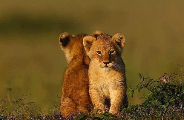 Ngorongoro Adventures in a day