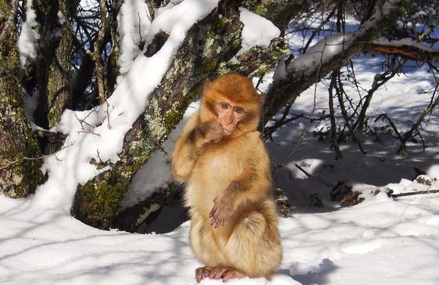 Atlas Mountains, Morocco: Ifrane, Azrou, Monkey Forest, Full Day Tour from Fez